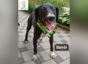 Bambi – Mehr braucht es nicht!