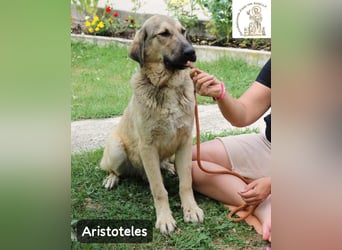 Aristoteles – Entdecker auf der Suche nach seinem Team!