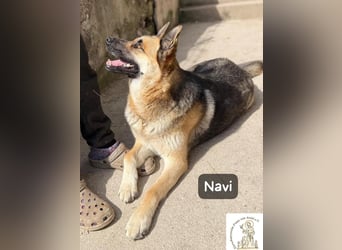 Navi – stark, sensibel, besonders – sucht ihr Gegenstück!