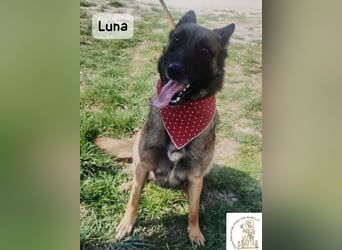 Luna – Köpfchen, Power und definitiv Pfeffer im Hintern