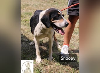 Snoopy – Charme trifft Persönlichkeit!