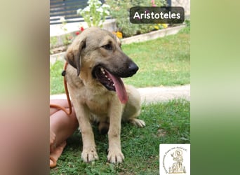 Aristoteles – Entdecker auf der Suche nach seinem Team!
