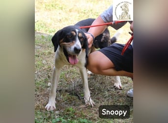 Snoopy – Charme trifft Persönlichkeit!