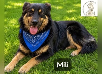 Mili – die perfekte Mischung aus Charme und Charakter!