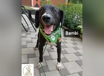 Bambi – Mehr braucht es nicht!