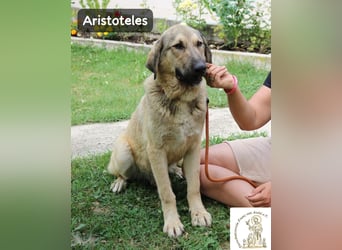 Aristoteles – Entdecker auf der Suche nach seinem Team!