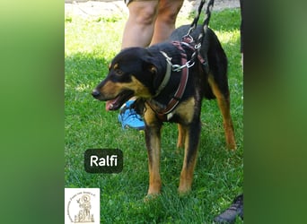 Ralfi – Für manche Hunde gibt es einfach nicht die richtigen Worte!