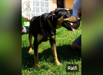Ralfi – Für manche Hunde gibt es einfach nicht die richtigen Worte!