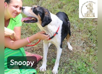 Snoopy – Charme trifft Persönlichkeit!
