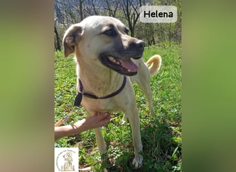 Helena – Schönheit mit Charakter und einem ganz besonderen Lächeln!