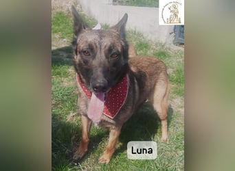 Luna – Köpfchen, Power und definitiv Pfeffer im Hintern