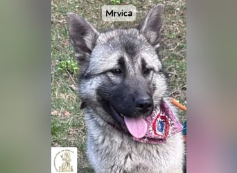 Mrvica – Schönheit mit Neugier auf das große Leben!