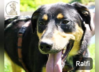 Ralfi – Für manche Hunde gibt es einfach nicht die richtigen Worte!