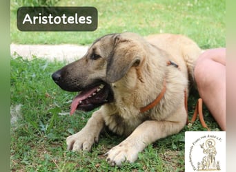 Aristoteles – Entdecker auf der Suche nach seinem Team!