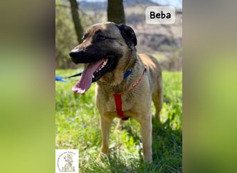 Beba – für Menschen, die das Echte suchen!