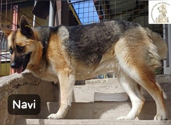 Navi – stark, sensibel, besonders – sucht ihr Gegenstück!