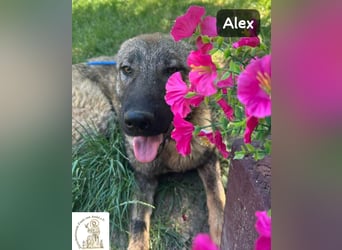 Alex – jetzt ist das Leben dran!