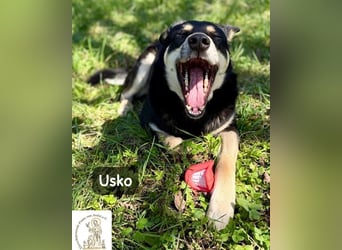 Usko – der, der lernen möchte, wie Leben wirklich geht!