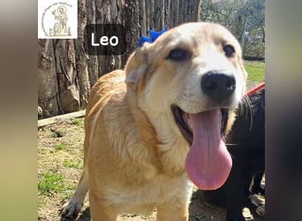 Leo – der kleine Beobachter mit großen Plänen!