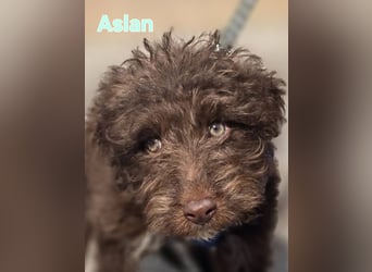 ASLAN ❤️ kleiner Wuschel