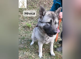 Mrvica – Schönheit mit Neugier auf das große Leben!