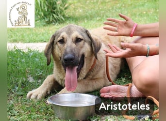 Aristoteles – Entdecker auf der Suche nach seinem Team!