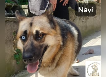 Navi – stark, sensibel, besonders – sucht ihr Gegenstück!
