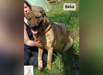 Beba – für Menschen, die das Echte suchen!