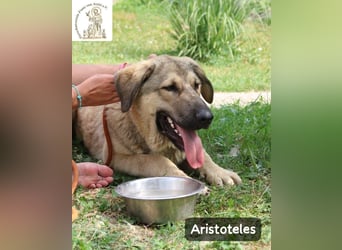 Aristoteles – Entdecker auf der Suche nach seinem Team!