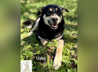 Usko – der, der lernen möchte, wie Leben wirklich geht!