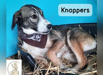 Knoppers – zuerst zurückhaltend, später zum Verlieben!