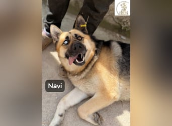 Navi – stark, sensibel, besonders – sucht ihr Gegenstück!