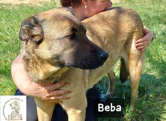 Beba – für Menschen, die das Echte suchen!