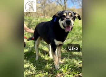 Usko – der, der lernen möchte, wie Leben wirklich geht!