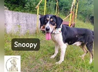 Snoopy – Charme trifft Persönlichkeit!