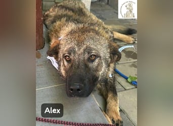 Alex – jetzt ist das Leben dran!