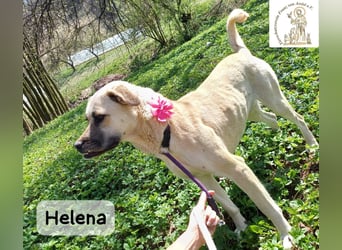 Helena – Schönheit mit Charakter und einem ganz besonderen Lächeln!