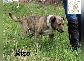 Rico alias der „Familienhund“