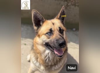 Navi – stark, sensibel, besonders – sucht ihr Gegenstück!