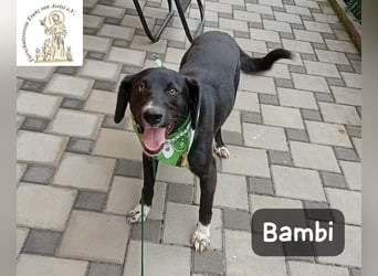 Bambi – Mehr braucht es nicht!