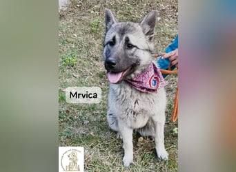 Mrvica – Schönheit mit Neugier auf das große Leben!