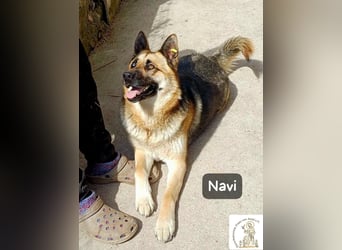 Navi – stark, sensibel, besonders – sucht ihr Gegenstück!