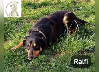 Ralfi – Für manche Hunde gibt es einfach nicht die richtigen Worte!
