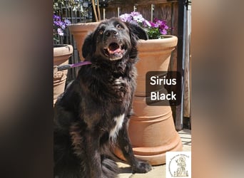 Sirius Black – Vier Pfoten, die einfach dazugehören wollen!