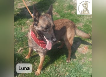 Luna – Köpfchen, Power und definitiv Pfeffer im Hintern