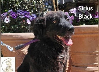 Sirius Black – Vier Pfoten, die einfach dazugehören wollen!