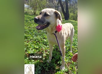 Helena – Schönheit mit Charakter und einem ganz besonderen Lächeln!