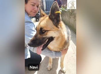 Navi – stark, sensibel, besonders – sucht ihr Gegenstück!