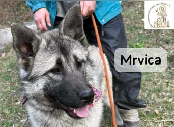 Mrvica – Schönheit mit Neugier auf das große Leben!