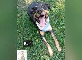 Ralfi – Für manche Hunde gibt es einfach nicht die richtigen Worte!